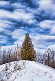 Tree On A Hill_21425